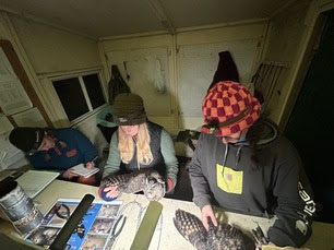 Banding Apprentices Sarah and Jess banding 2 Long-eared Owls 2