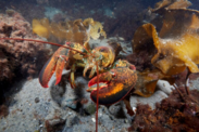 An American lobster on the ocean floor near various corals