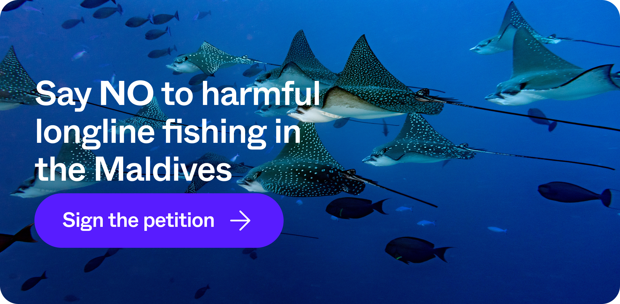 Say NO to harmful longline fishing in the Maldives | Sign the petition