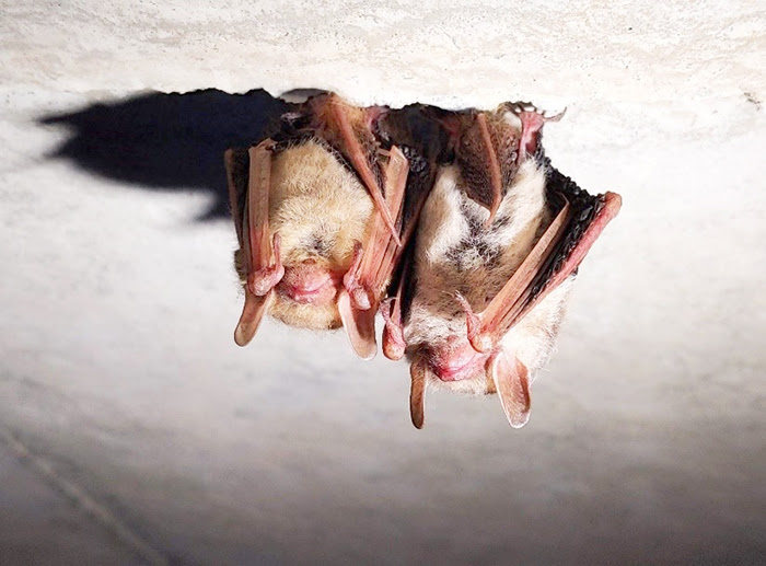 bats hanging upside down