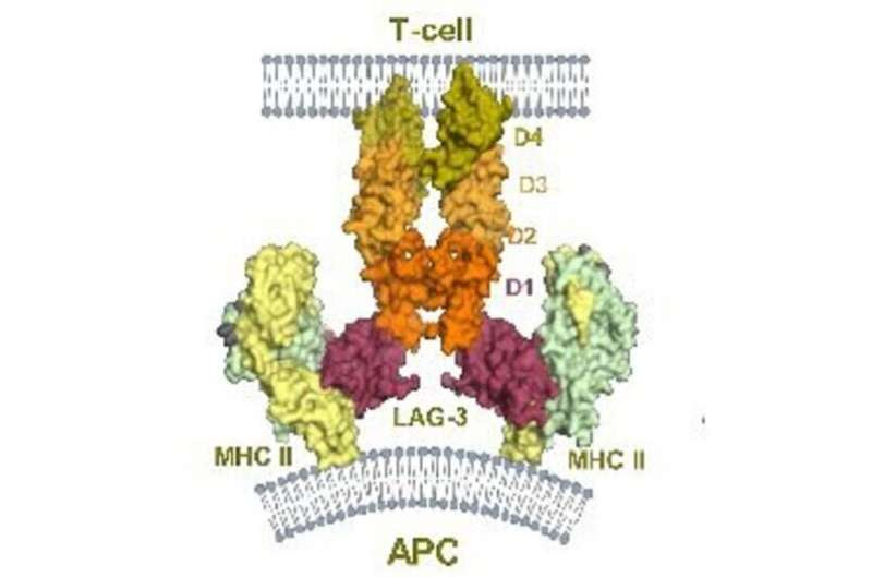 Unlocking the potential to better target cancer with immunotherapy