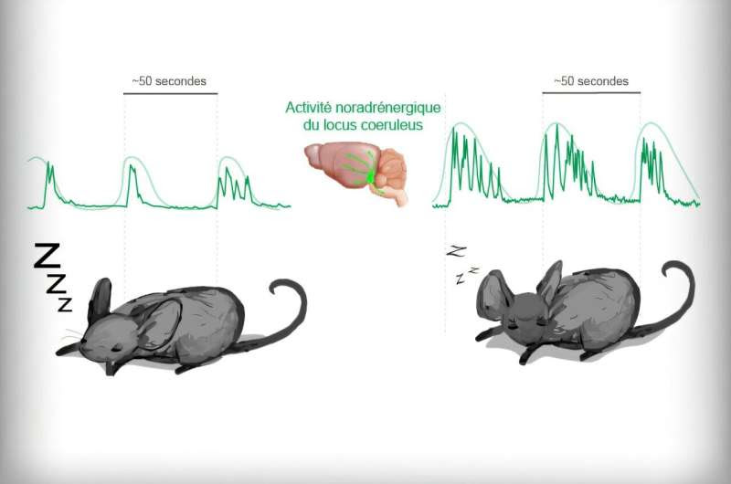 A new clock to structure sleep