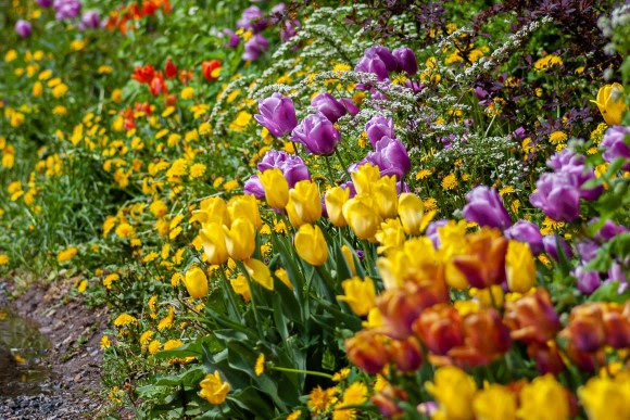 Tulips in garden