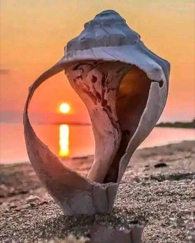 Beach-Shell-Sunset