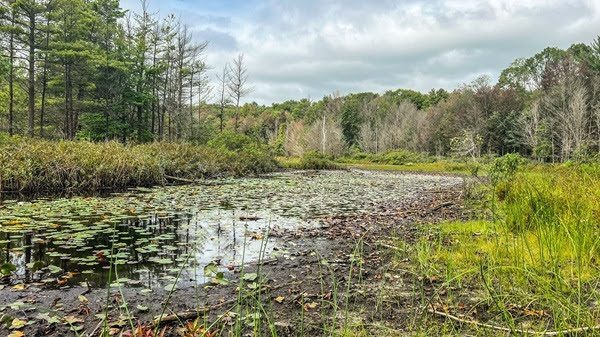 A lush marshland with dark, thick mud and water spotted with pond lillies and marsh trees.