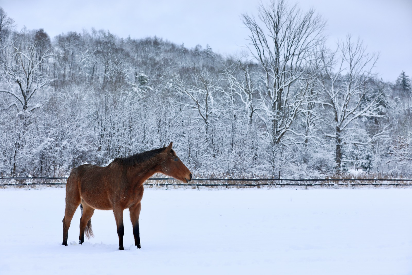 Horse in Snow