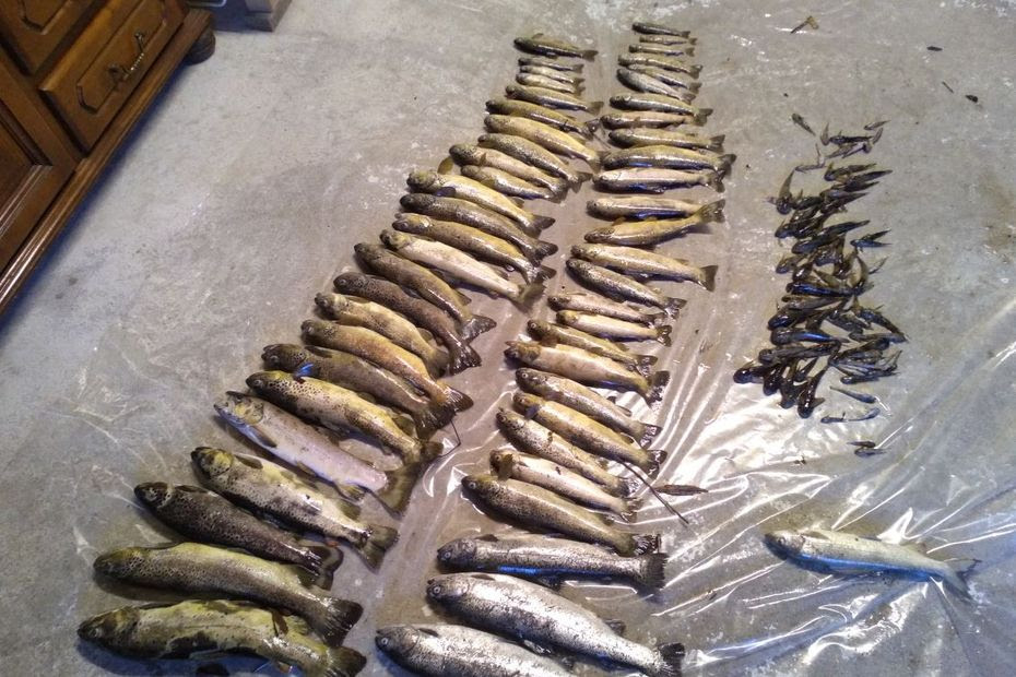 'On est dégoûtés, c'était notre réserve naturelle', une centaine de poissons retrouvés morts dans un cours d’eau pollué en Savoie