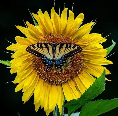 Sunflower-Butterfly-match