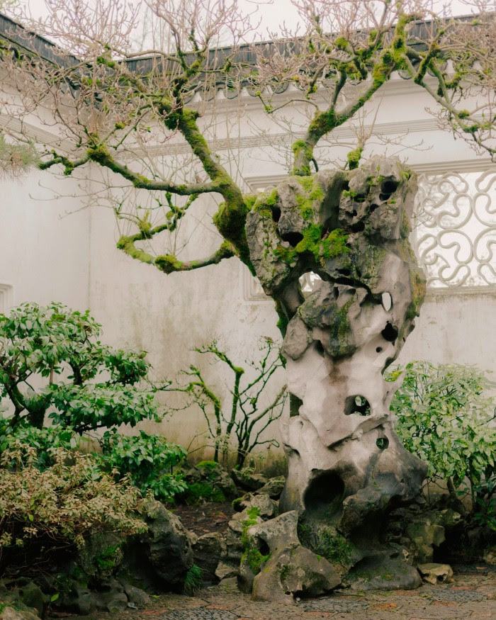 A sculptural rock formation, a small tree and shrubs in front of a grey wall in Dr Sun Yat-Sen Classical Chinese Garden