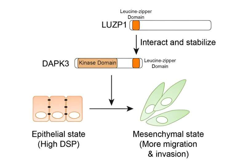 DAPK3 emerges as a new regulator of migration of triple-negative breast cancer cells