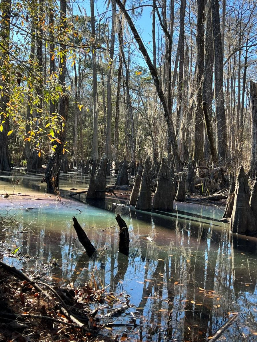 A rainbow effect covers the swamp waters of Caw Caw Interpretive Center