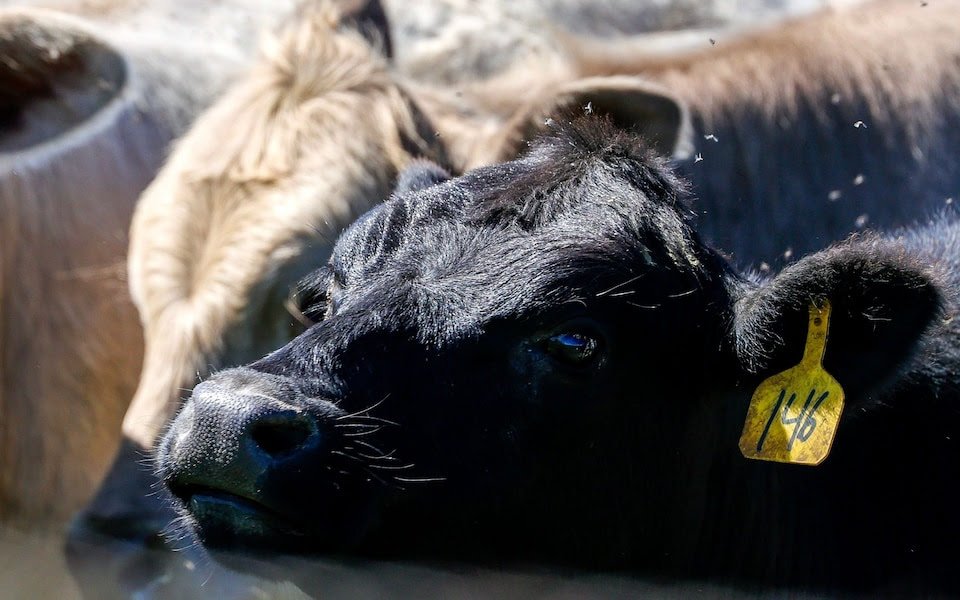 Close-up shot of a cow on a dairy farm in the United States