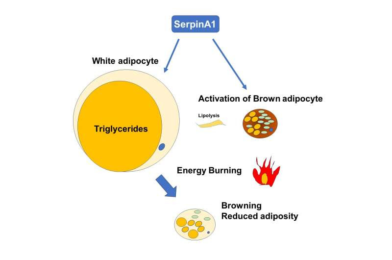 Liver protein SerpinA1 enhances fat browning and glucose control