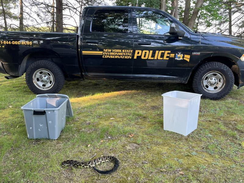 Injured timber rattlesnake in the grass