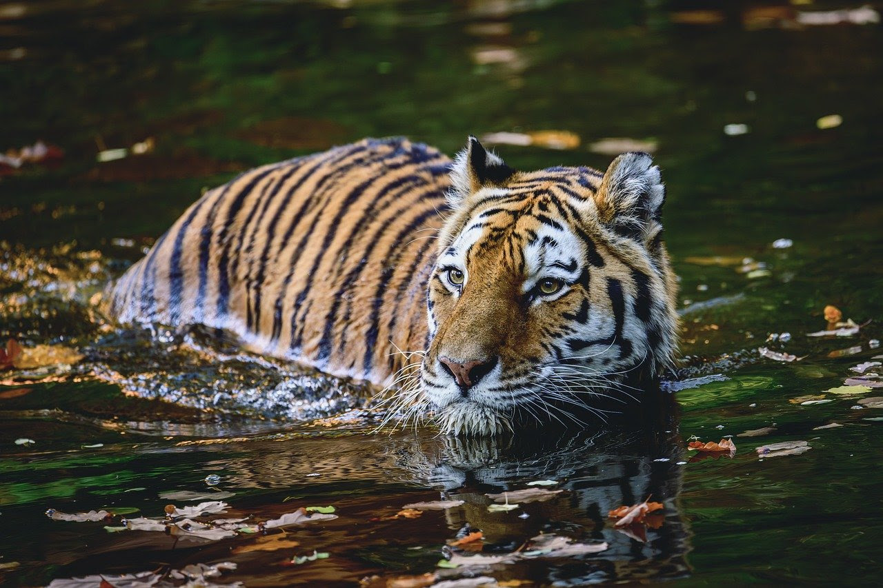 Tiger Tiger