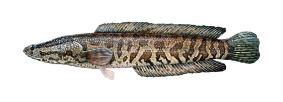 graphic of snakehead