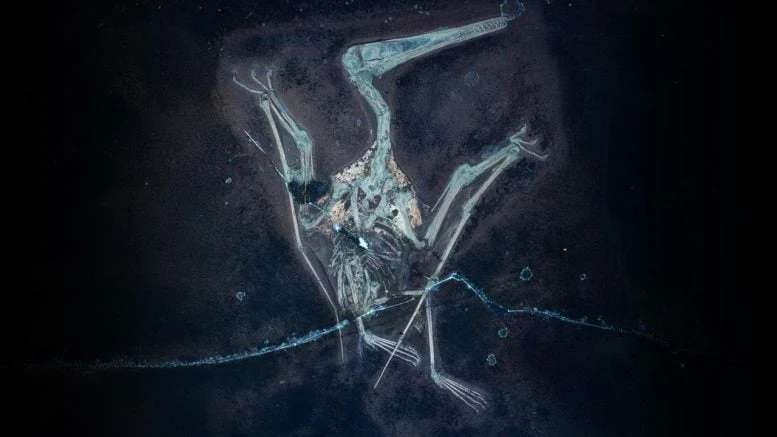 Pterodactylus UV Photography Cover