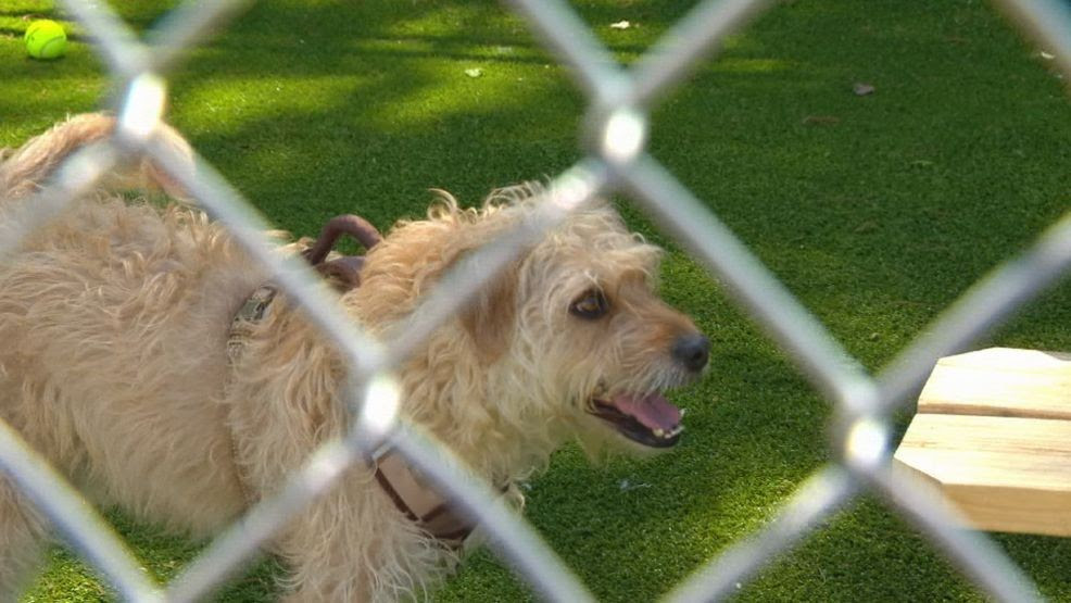 NBC 10 I-Team: Rhode Island's housing crisis forcing more pets into shelters