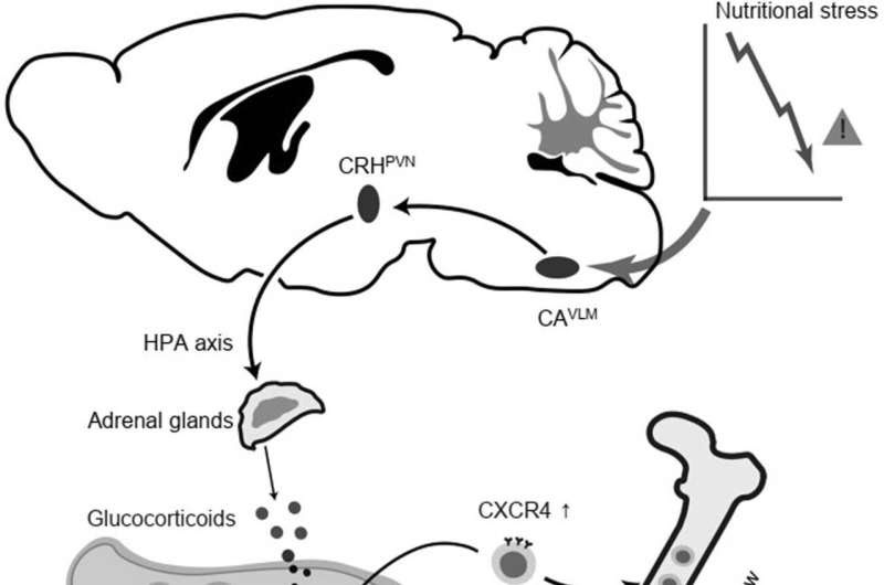 A neural mechanism that could underlie fasting-mediated immune regulation