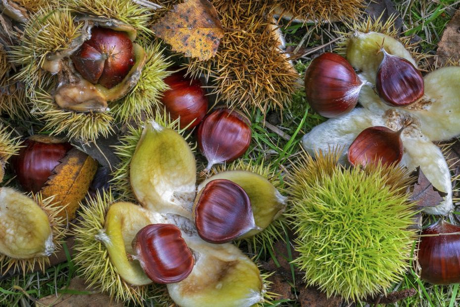 Savoir reconnaître le marron de la châtaigne pour éviter les intoxications