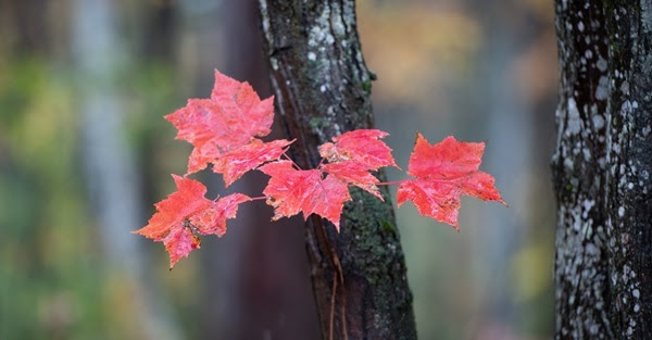 a small, thin twig with half a dozen bright red leaves against the backdrop of two tall, thick, black-barked trees amid green forest