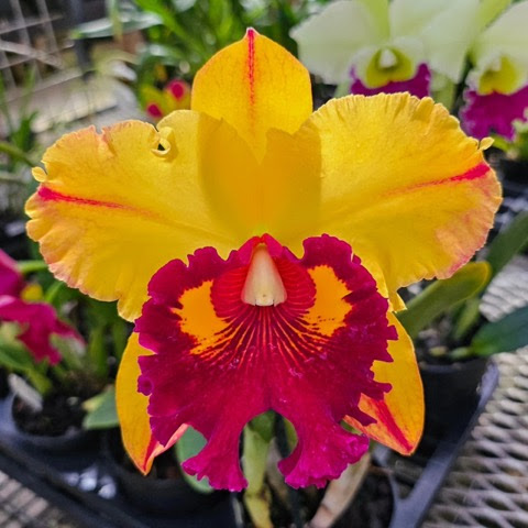 Flower-Orchid-Bright