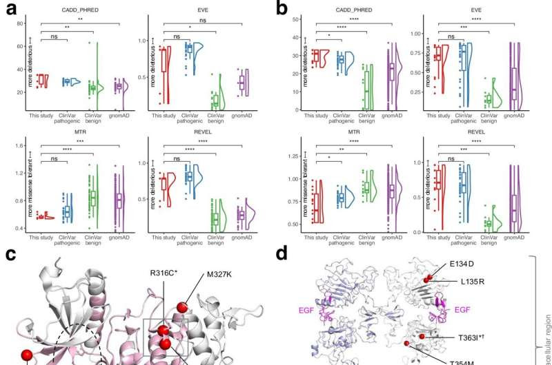 Study reveals two new genes associated with variants linked to epilepsy, offering new hope for personalized therapies