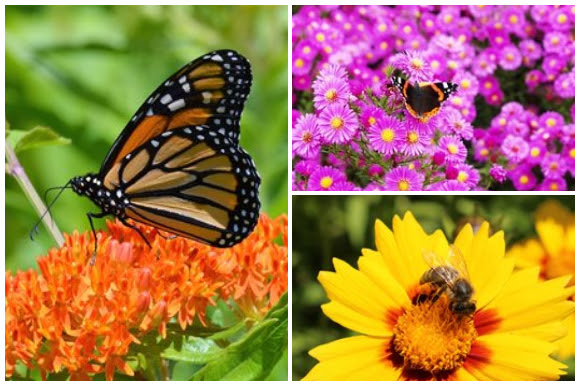 Pollinators on flowers