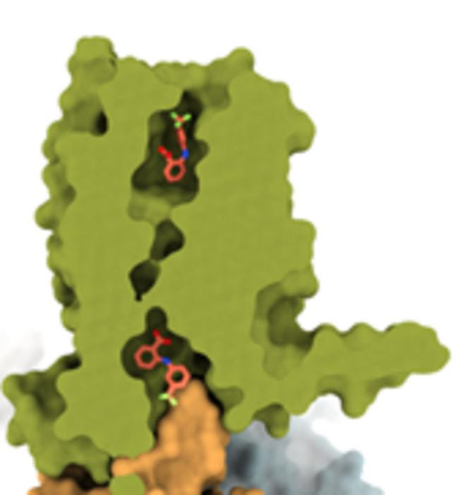 A view of the bitter anti-inflammatory Flufenamic acid (orange) at the TAS2R14 (green) binding pocket.