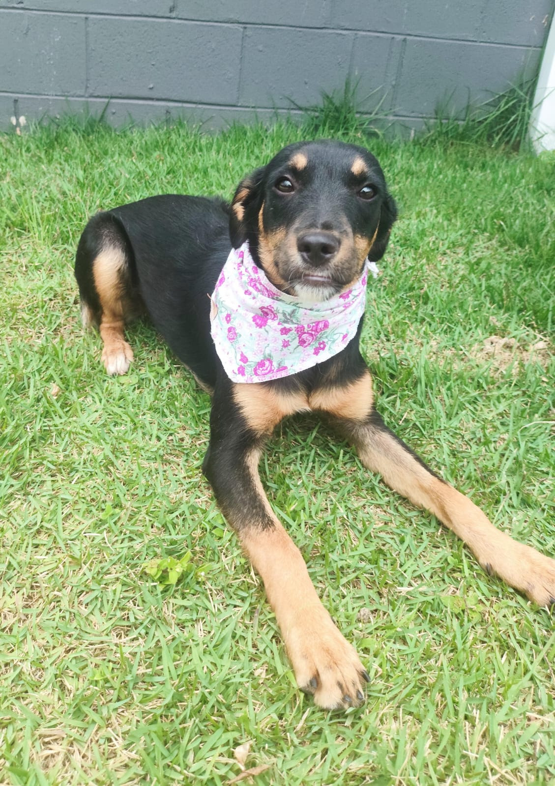 Foto: Saori, 7 meses | Crédito: Divulgação Foto da cachorrinha Saori, 7 meses