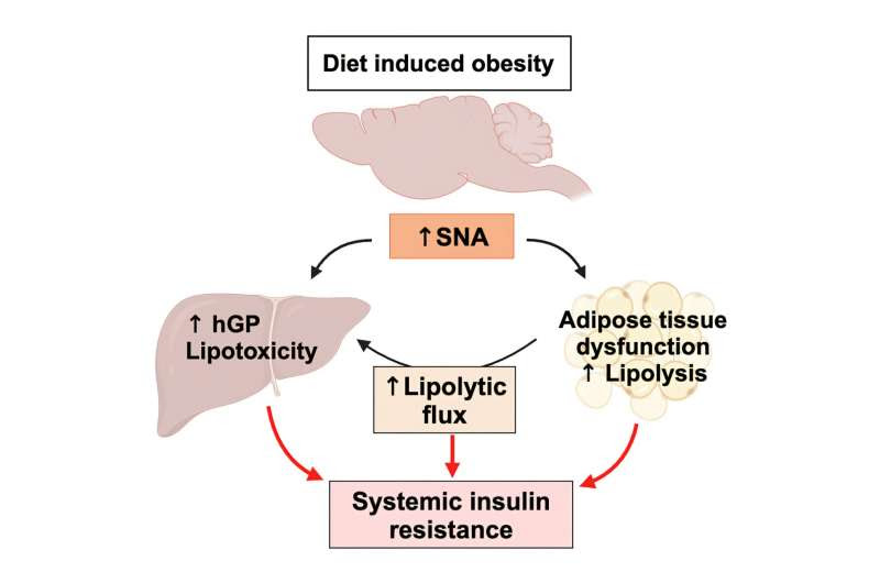 Insulin resistance caused by sympathetic nervous system over-activation, a paradigm-shifting study finds