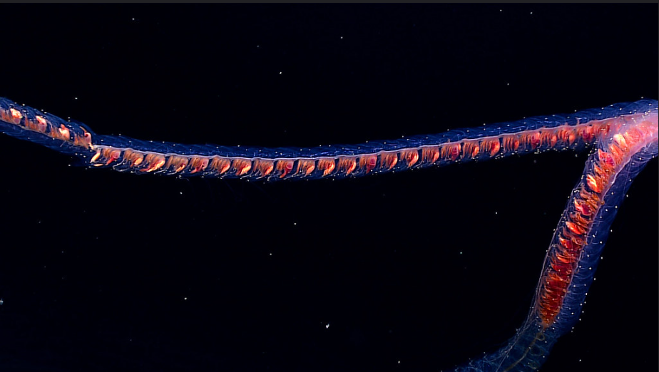 photo of a siphonophore. I believe this one is a Stephanomia amphytridis