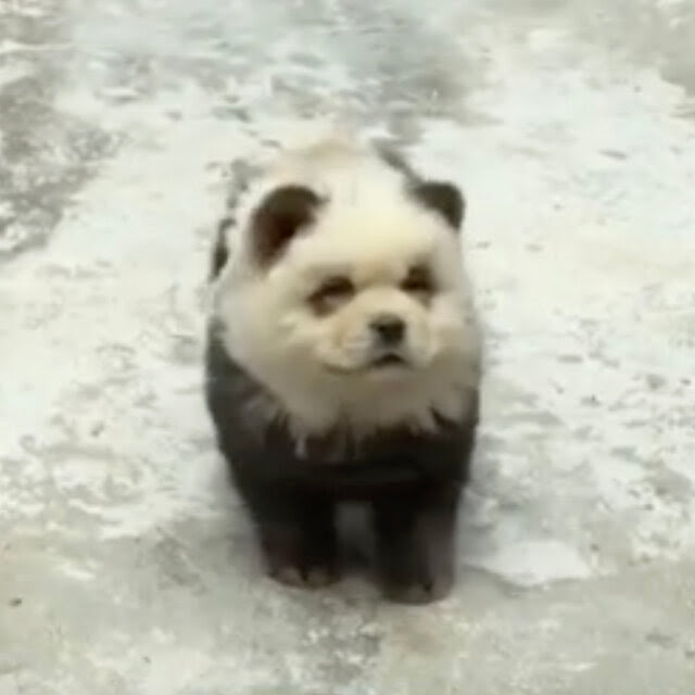 A dog dyed to look black and white like a panda. 