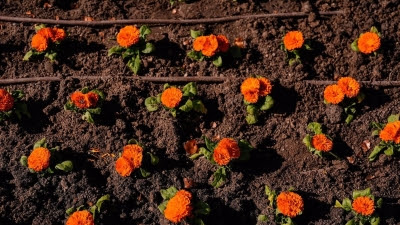 Madrid lucirá un jardín de tulipanes en la plaza de Oriente donados por la princesa de Orange