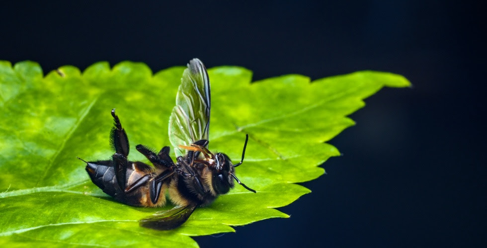 Gros plan d'une abeille morte sur une feuille de céréale verte.