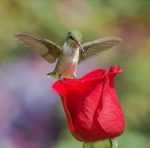 Hummingbird-on-Red-Rose