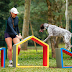  Festival Pet anuncia retirada de ingressos e atrações para primeira edição no Parque Ibirapuera, em São Paulo