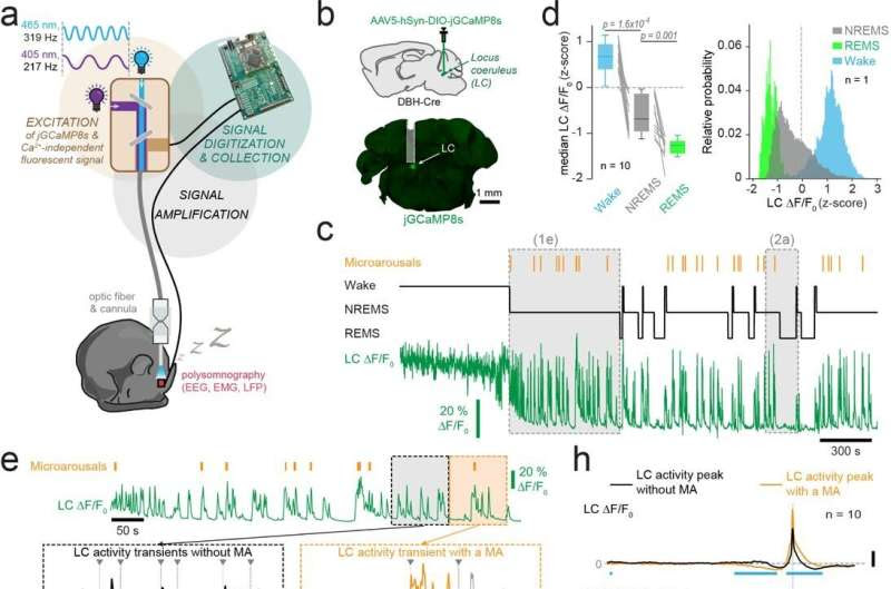 A new clock to structure sleep: Study shows brain stem region involved in organization of sleep