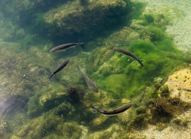 Fish swimming in sea