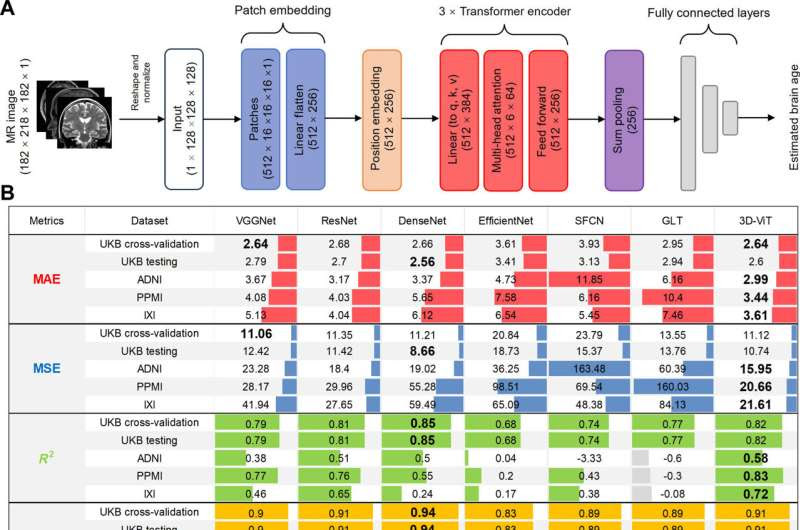Deep learning uncovers gene targets and potential drugs to slow brain ageing