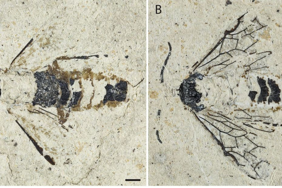 Découverte exceptionnelle dans le Cantal : une guêpe fossile révèle ses secrets après cinq millions d’années