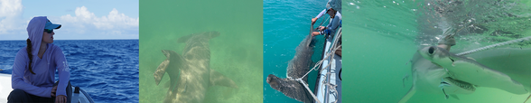 L to R: Female researcher; tagged hammerhead shark underwater; and shark pulled up next to small boat to get tagged.