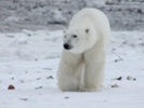 Polar bear fur's natural grease shows resistance to ice