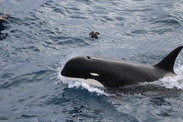 Type D killer whale. Photo by Paul Tixier.