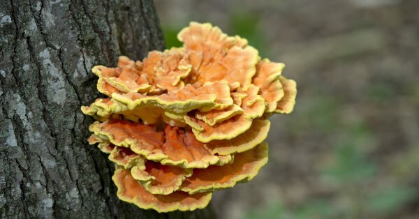 A bright orange and yellow mushroom grows, shelf-like, from a tree.