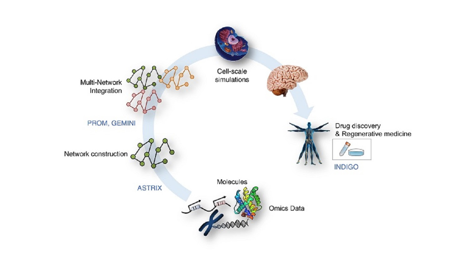 Research Overview: We develop computational algorithms that integrate omics measurements to create detailed genome-scale models of cellular networks. Some clinical applications of our algorithms include finding metabolic vulnerabilities in pathogens (M. tuberculosis) using PROM, and designing multi combination therapeutics for reducing antibiotic resistance using INDIGO.