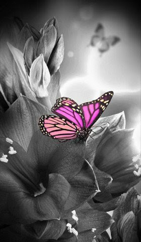 Butterfly-B-W-Pink