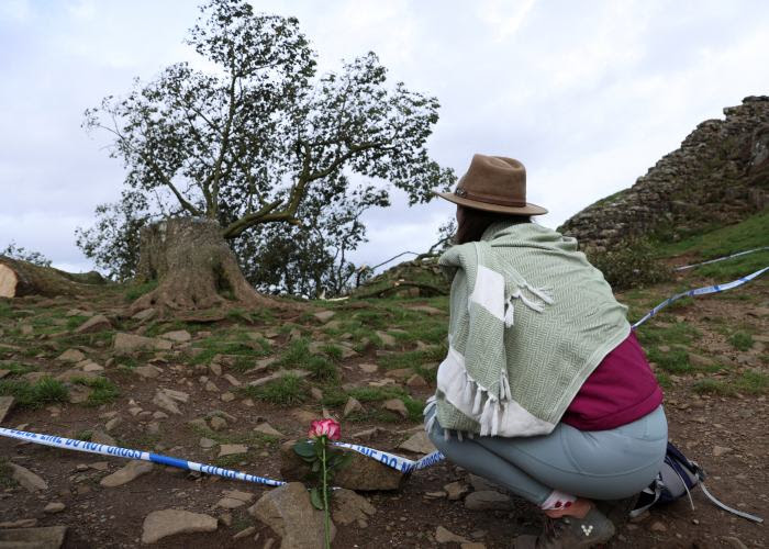 Woman looking at felled Sycamore Gap tree.