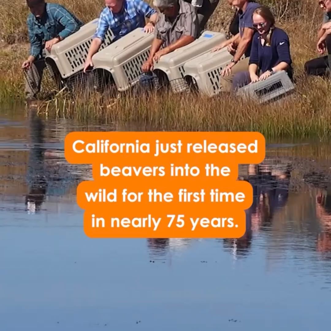 California Releases Beavers Into the Wild for First Time in Nearly 75