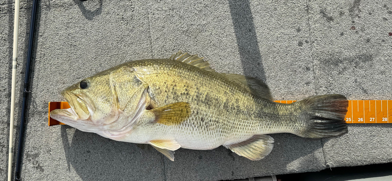 A photo of a largemouth bass lying on a ruler.